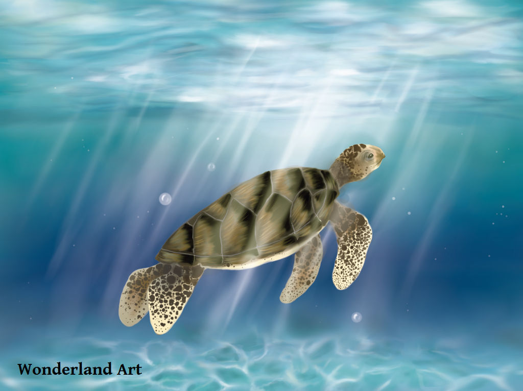 Turtle by EvesWonderlandArt on DeviantArt