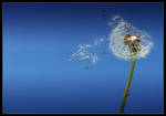 Dandelion by baraniaczek