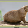 Prairie Dog