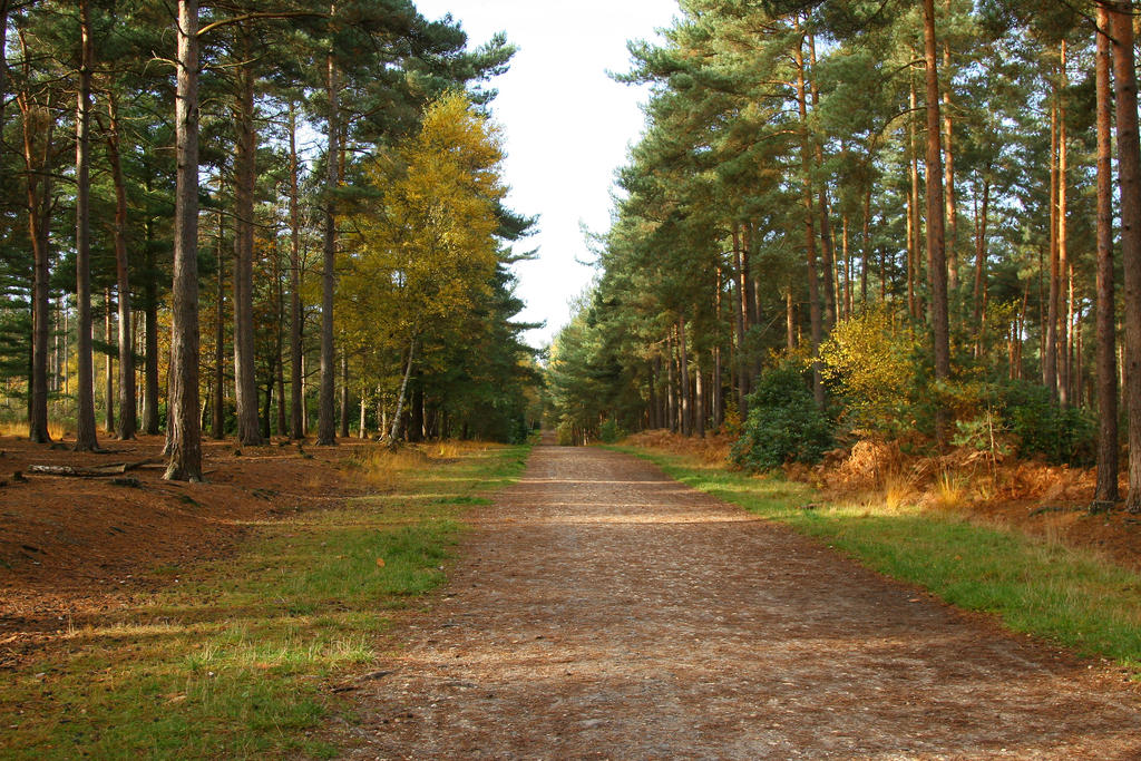 Woodland Path Stock