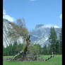 Tree in the Yosemite Valley