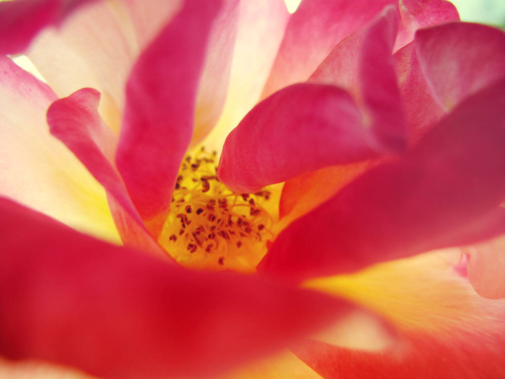 Flower Stock 1 by RobynRose