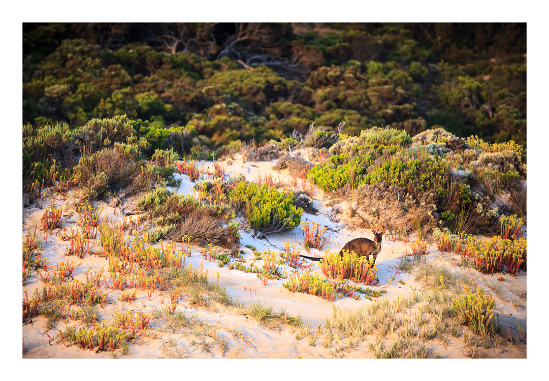 Kangaroo Island