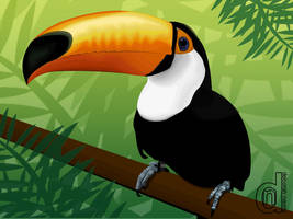 Tucano - Toucan