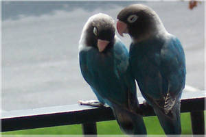 Rogue Parakeets In Love 2