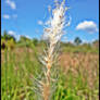 Another Grass Flower