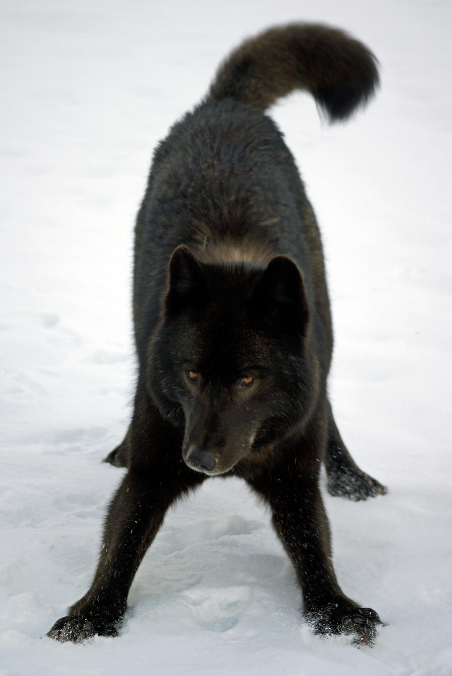 Wolf playing