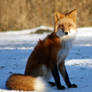 Sitting fox