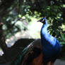 Sunlit Peacock