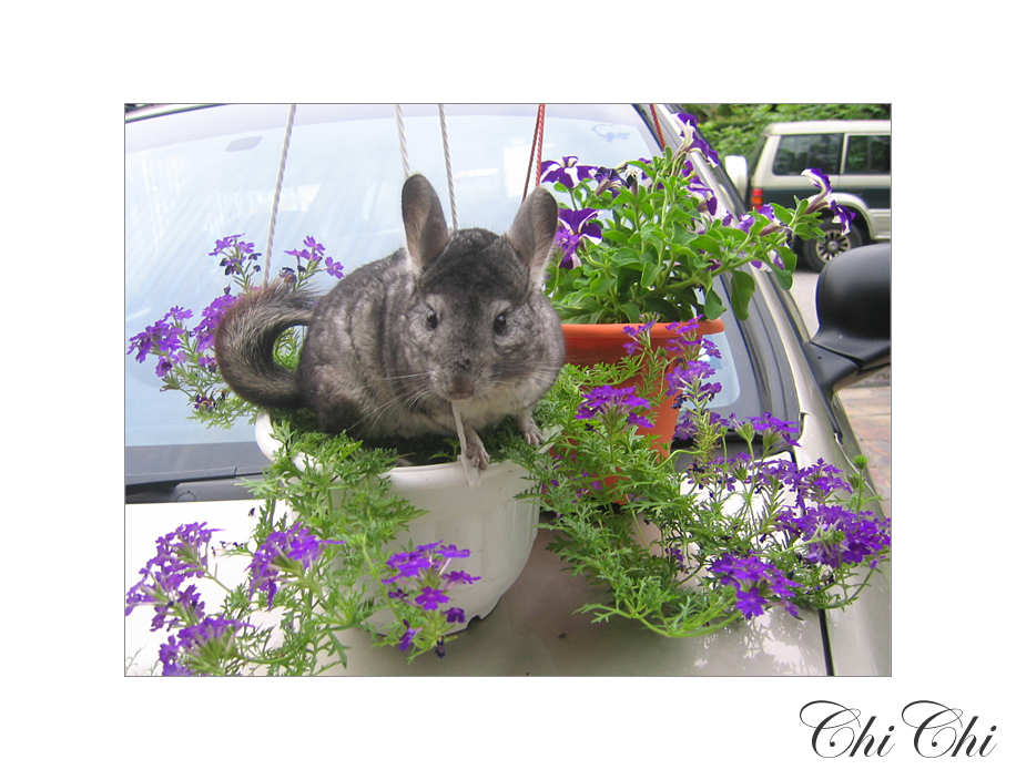 Chinchilla and Flowers