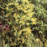 Amer Mukul 'Mango Flowers'