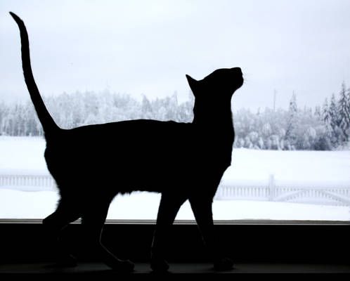 Oriental Shorthair III