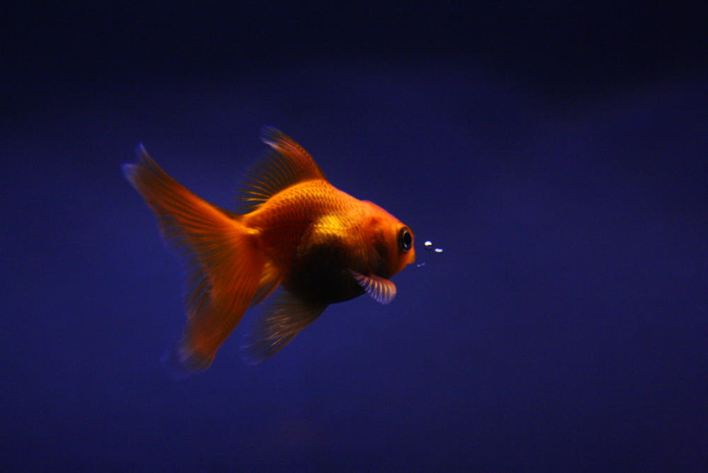 Goldfish2