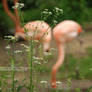 Daisies and Flamingos