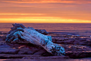 Sunset Driftwood