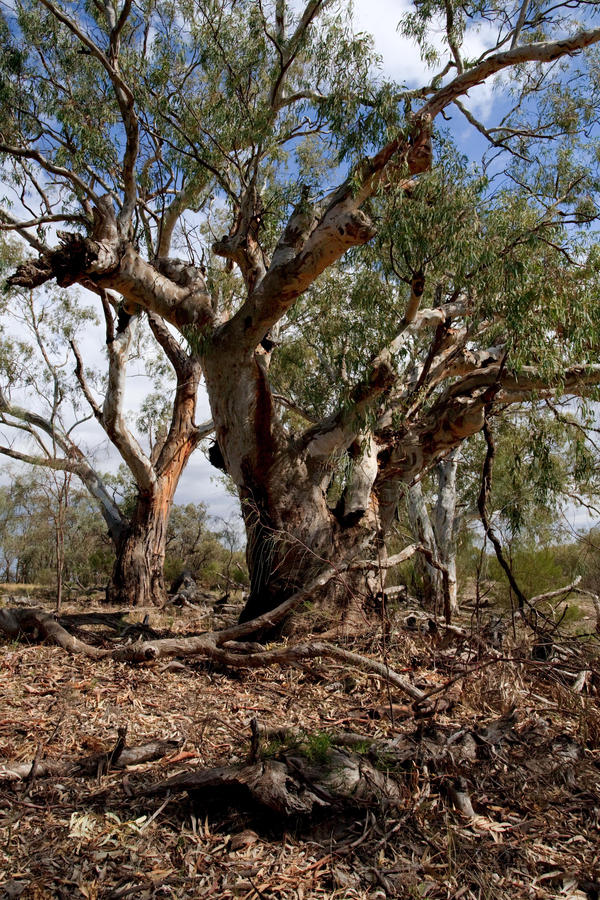 River Redgum