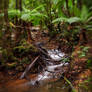 Sylvia Creek Ferns