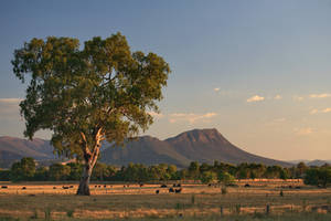 Cathedral Ranges Dusk