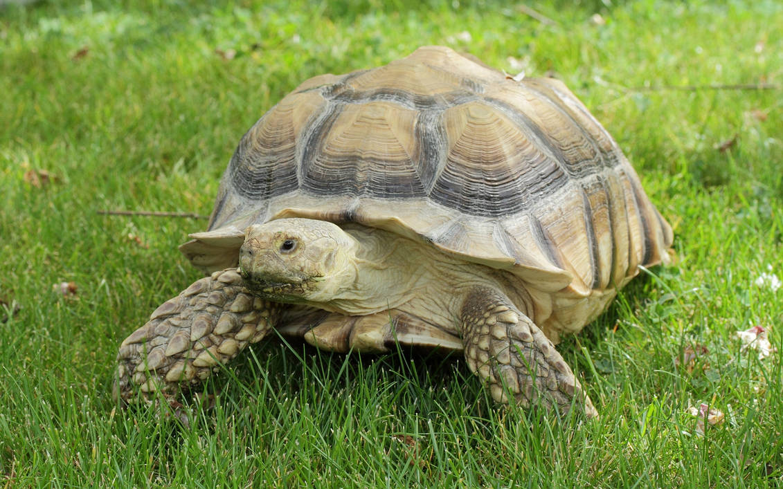 Малыш черепахи. Капская черепаха. Среднеазиатская черепаха большая. Капская крапчатая черепаха. Большая сухопутная черепаха.