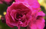 Details of Beautiful by Arkinhas