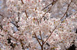 Cherry Blossoms by SammiStock