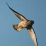 Kestrel