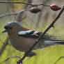 Chaffinch