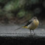 Grey Wagtail