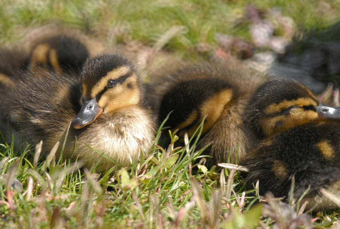 Mallard Ducklings by Meluzina81 on DeviantArt