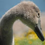 Cygnet