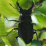 Stag Beetle