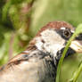 Sparrow