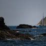 Cormorant Welcoming the Sailors