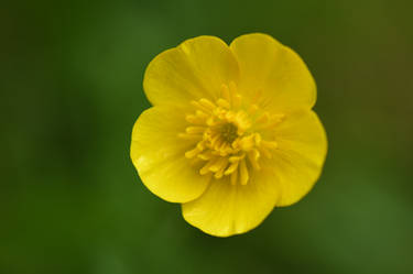 Buttercup