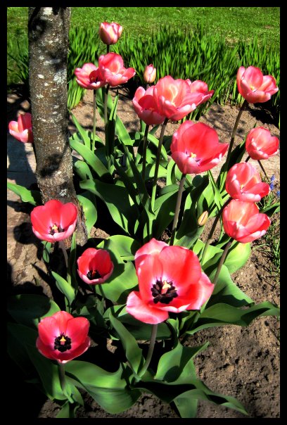 Tulips