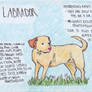 Labrador Retriever Gift