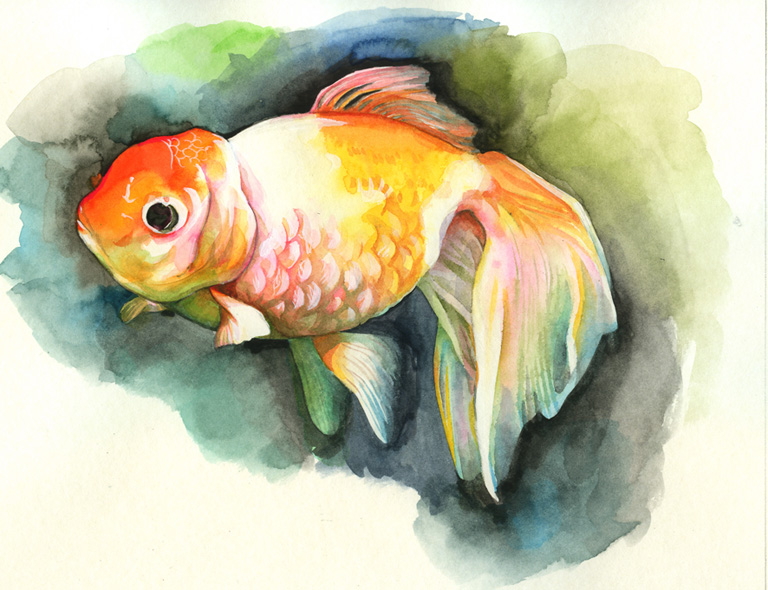 goldfish