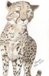 Cheetah by chantalallen