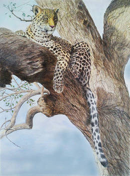 Panthera pardus