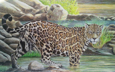 Jaguar