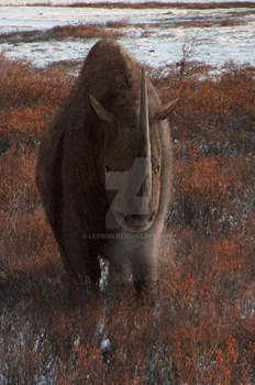 Woolly Rhino (Coelodonta antiquitatis)