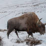 Bison latifrons:The last man standing...