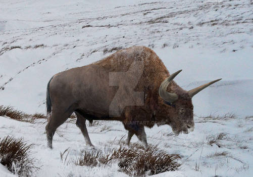 Bison latifrons:The last man standing...