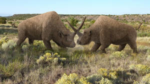 Elasmotherium caucasicum