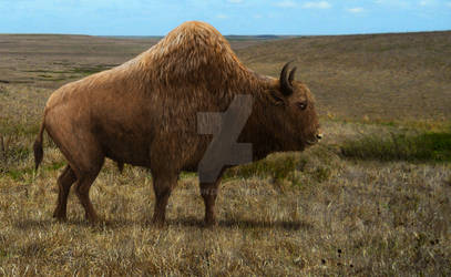 Bison antiquus