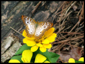 Butterfly 4