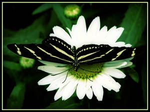 Butterfly 6