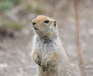 Artic Ground Squirrel