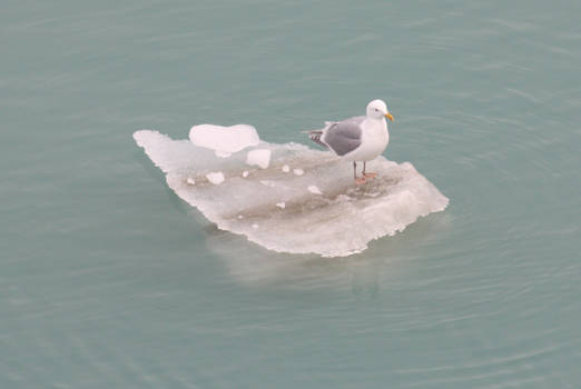 Glacier Bay Seagull