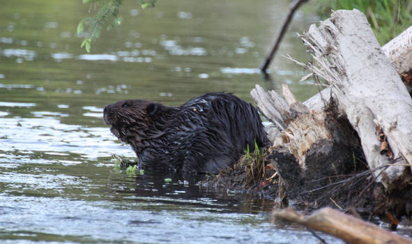 Alaska Beaver